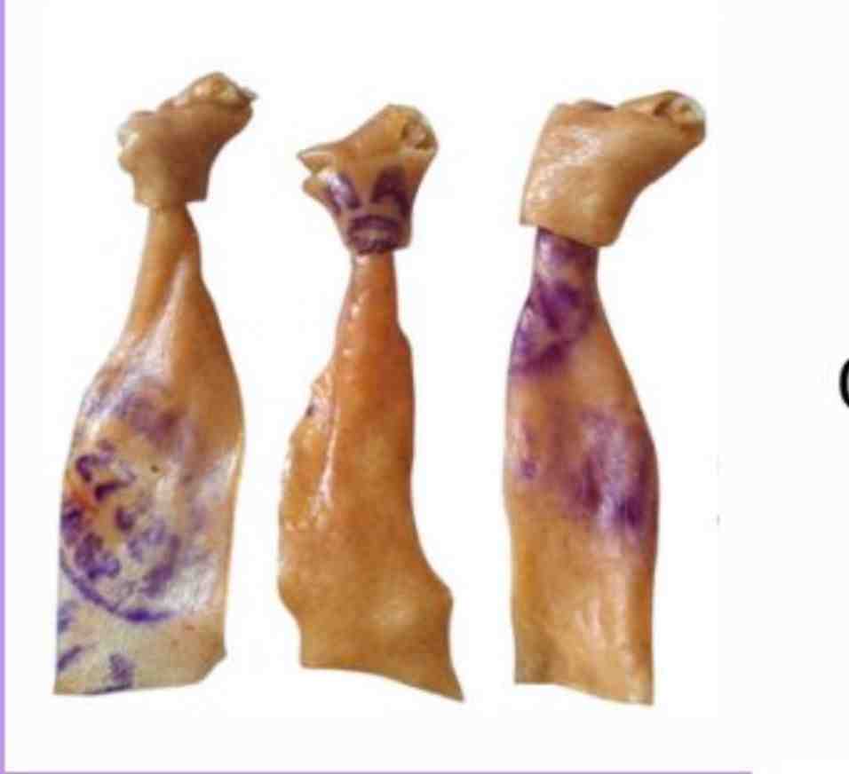 CORBATA  CHICA DE CERDO