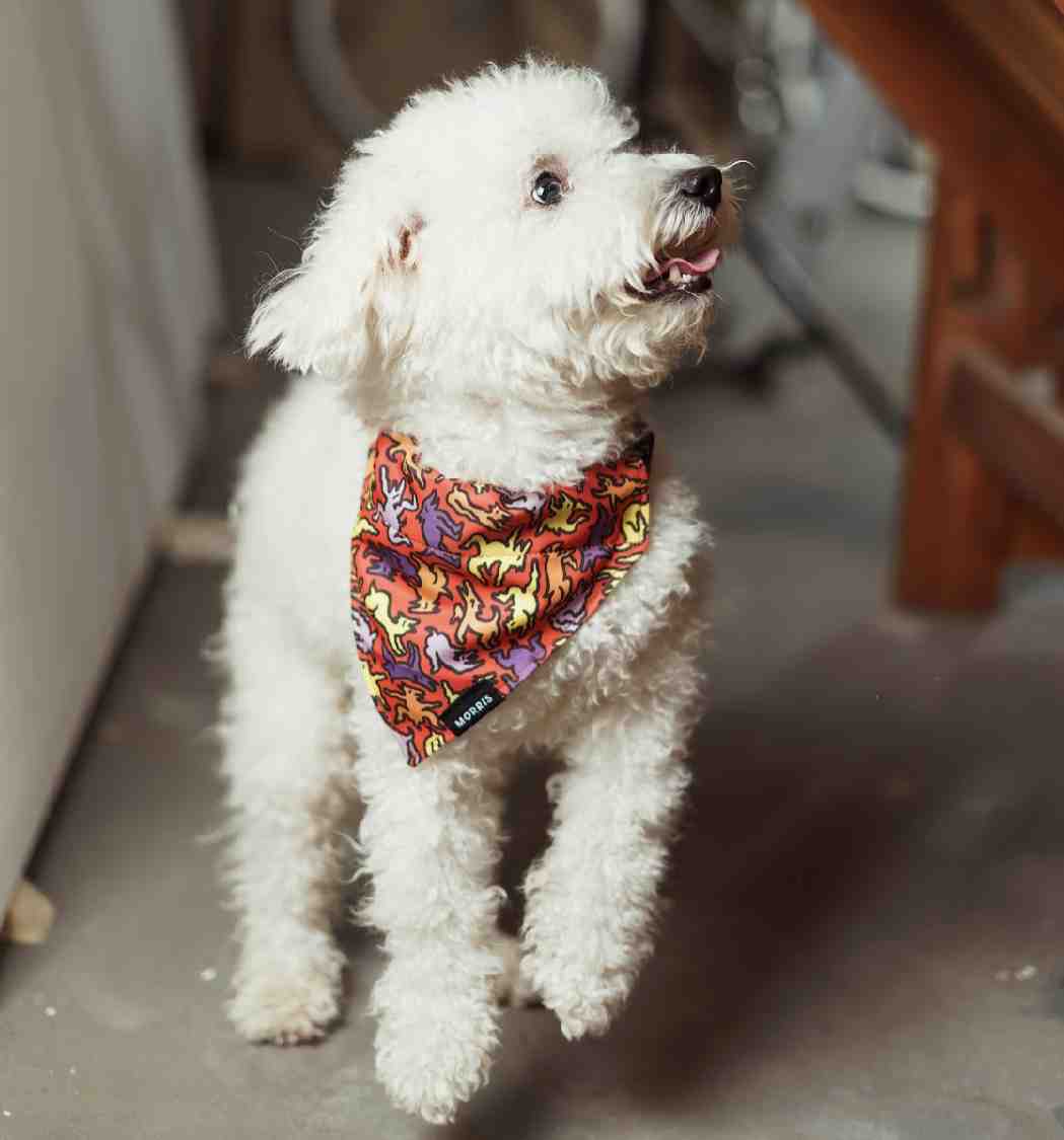 BANDANA MORRIS PERRIS TALLE S 